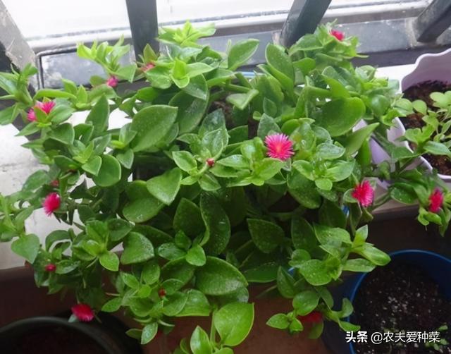 是菜还是花？家里养的“这盆花”，凉拌清新爽口，原来真能吃