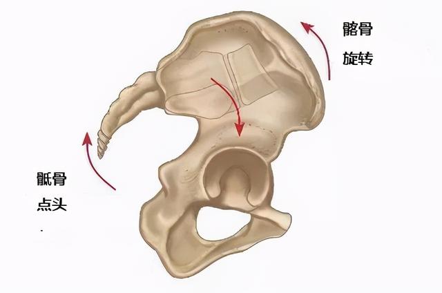 女性产后大腿根部缝隙大？莫忽视骶骨后翻！三个动作帮你收骨盆