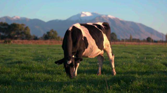 中国|多批次进口食品乳清粉检出核酸“阳性”进口奶粉是否安全？