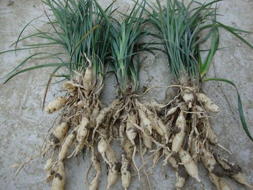 神农本草图经 | 柏实 菌桂 牡桂 天门冬 麦门冬