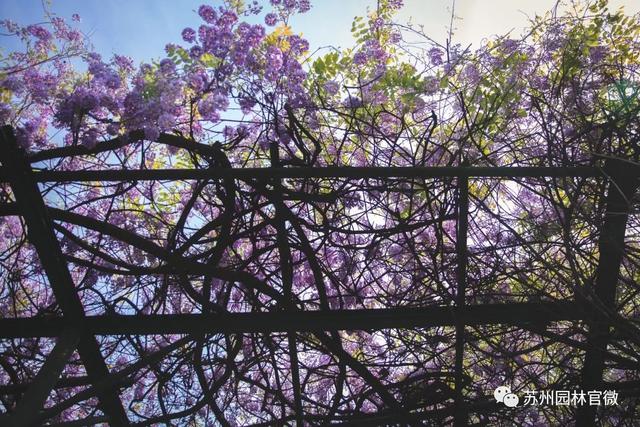 『玩乐足迹』去打卡!苏州园林紫藤花开,如梦的人间四月天来啦~