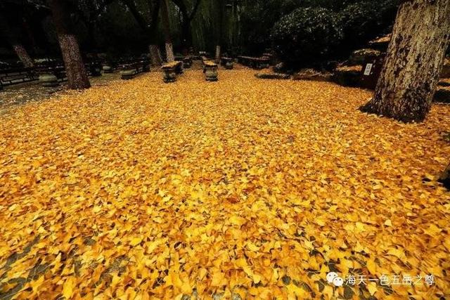 寒花已开尽～菊蕊独盈枝：趵突泉的菊花，冬雨中不畏严寒傲视寒霜