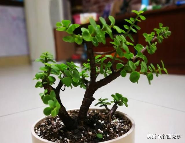 4种花，小苗“很便宜”，越养越“值钱”，聪明花友都喜欢