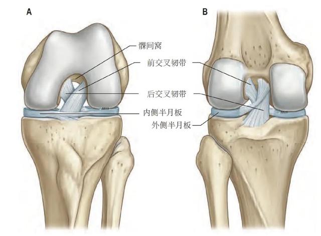 膝关节解剖及常见损伤