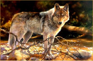 The Sayings of the Wolf: Worth a Look