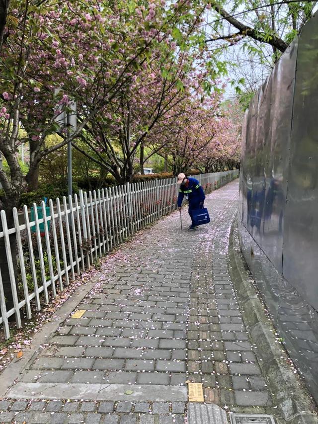 文汇网▲上海首条“落樱不扫”道路诞生!700米长“樱花路”只限定5天哦