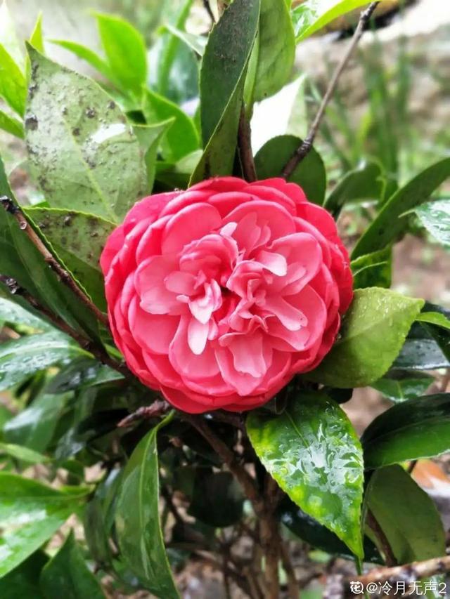 秋冬室内空气流通差，就得养盆香香花，满屋子香味特好闻