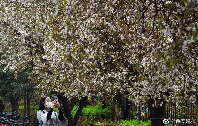 「旅行百事通」实名曝光西安这几个地方的春天，太美了…