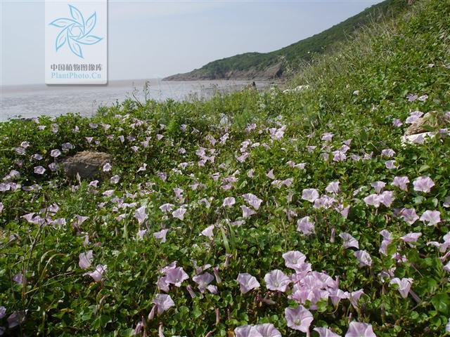 肾叶天剑，见过吗？祛风湿，利水。治风湿性关节炎、肾炎水肿