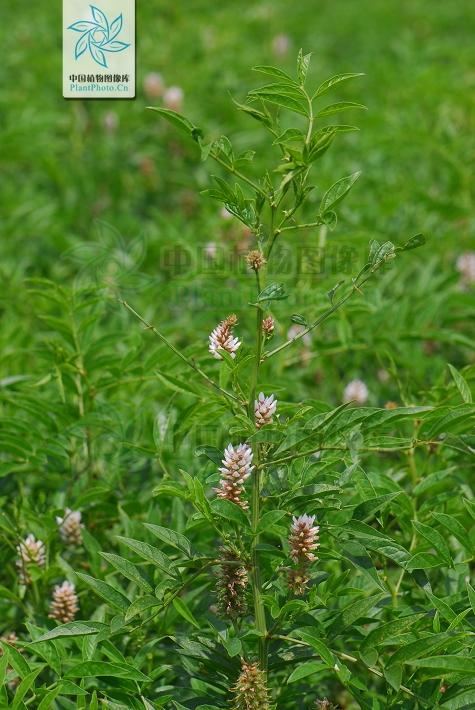 神农本草图经，薯蓣 菊花 甘草 人参 石斛 石龙芮