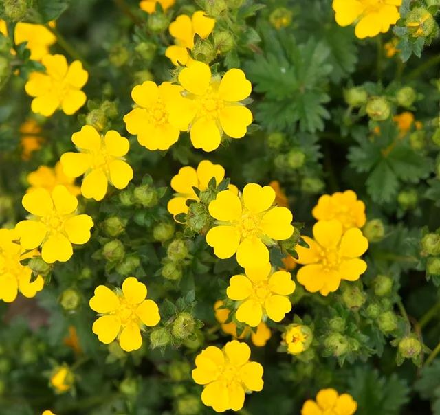 地被花卉篇——雨水花园里的植物们