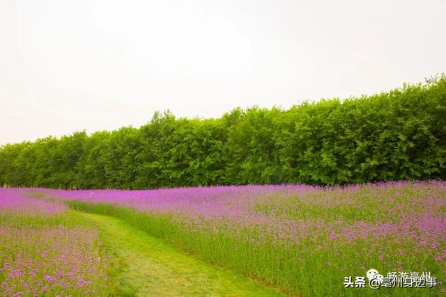 旅行百事通■打卡亳州的“普罗旺斯”，花开美成仙境