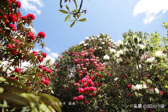 [旅行百事通]中国最大最美的高山杜鹃，没有之一（原创）@头条摄影
