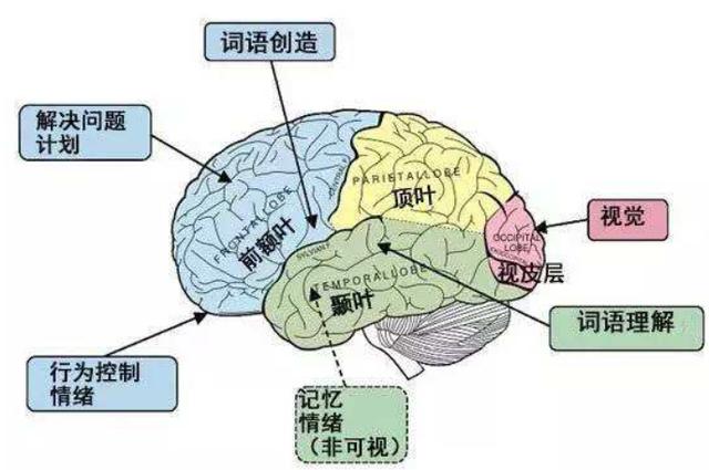 “左撇子”孩子比普通人更聪明？英国科学家：别把问题想得太复杂