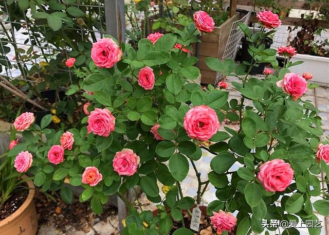 花开成串的小包子月季，首选浪漫三宝和她们的姐妹