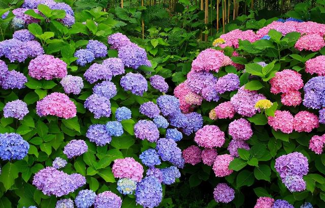 到了12月，有不少花能压条繁殖，做好这5点，扎根快服盆好