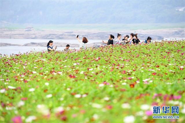 【中国日报网】重庆:格桑花开长江畔