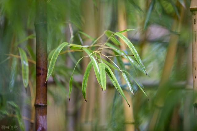 院子里栽种花草，建议考虑好5个问题，院子会越用越舒心