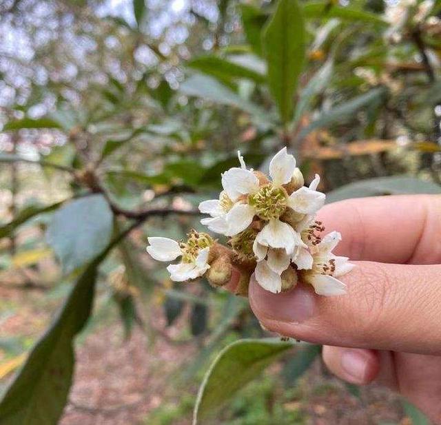 枇杷|生津止渴的七味咸茶，清肺润喉的枇杷花茶，助力小时小店凉茶摊