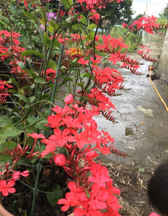 养了蓝雪花，再养一盆“红雪花”，一样好养，一样繁花似锦