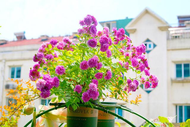 阳台养一种花，风吹进屋子，都带着香气，花多易爆盆，四季勤开花