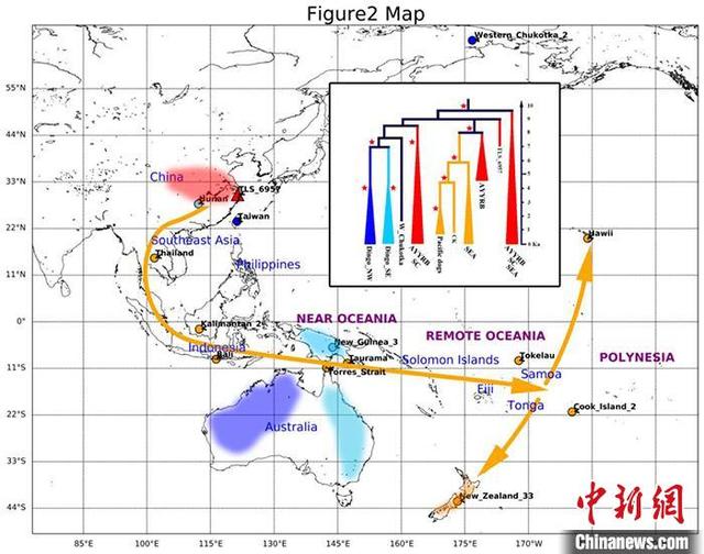 #中国新闻网#澳洲野犬源自何处？中科院两研究“殊途同归”：中国古代家犬