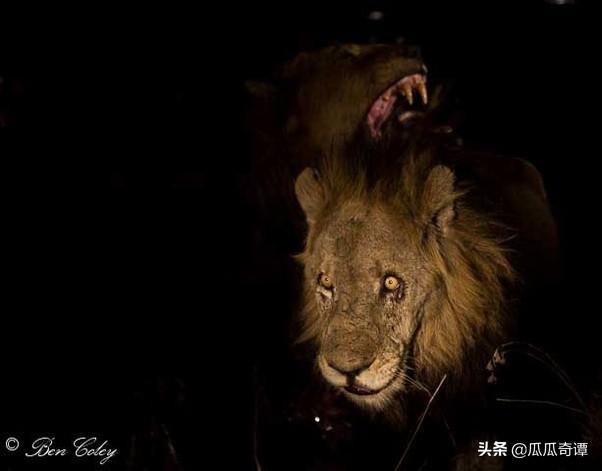 食人鹿!进化的大猩猩,大自然里那些恐怖传说