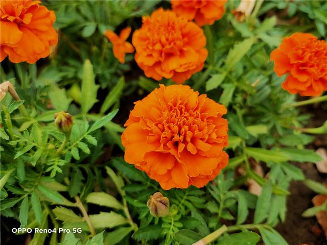 防抖升级 夜拍更强 OPPO Reno4 Pro 快速上手