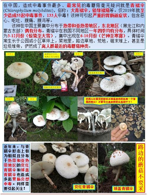 蘑菇|春季外出游玩，疾控专家提醒采摘野菜、蘑菇需谨慎