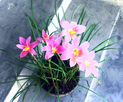 养这些植物，下雨了甭急着往屋里搬！淋雨反而好处多多