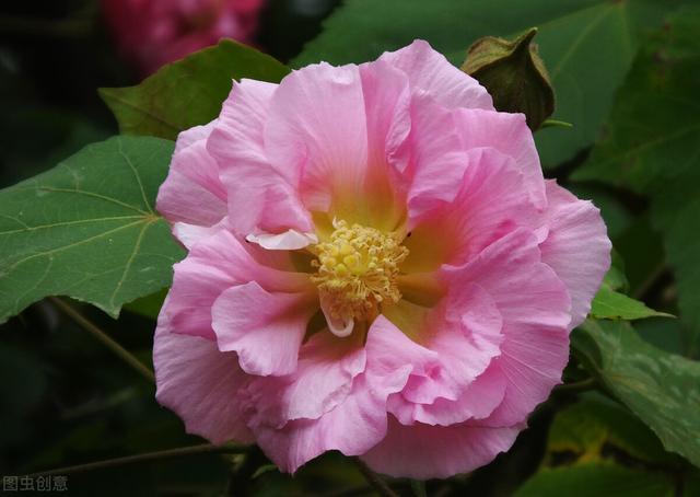 不同月份出生都有专属花，你几月出生？看看你的“命中花”是什么