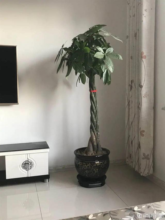 15种镇宅花，家里摆一盆，镇宅旺运超霸气