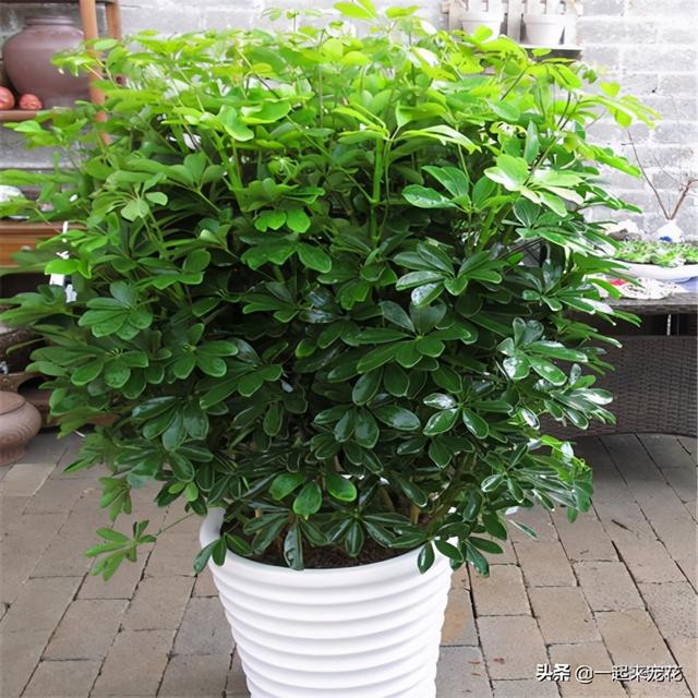 大又深的花盆不讨喜？养上这些花，做好几件事，大气又漂亮