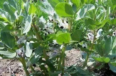 「芒果都市」4岁男孩发烧昏迷、惊厥，只因吃了这个菜…眼下正是大量上市的时候