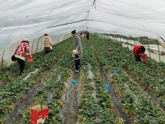 过年|八宝饭自己做、体育馆里燃烧卡路里……沪郊过年有老习俗也有新气象