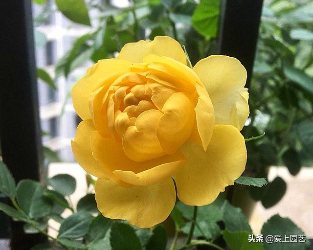 花开成串的小包子月季，首选浪漫三宝和她们的姐妹