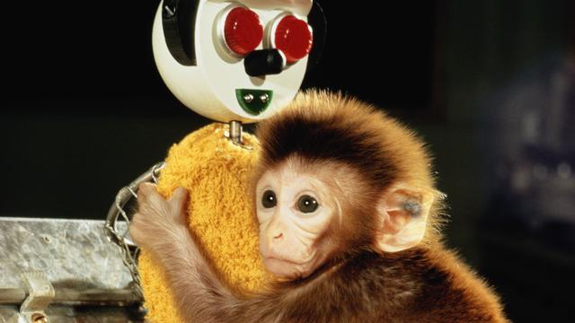 残忍的“代母实验”，揭露了最真实的母子关系