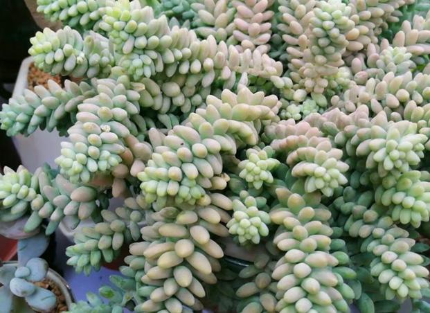 多肉玉缀怎么养？掌握“4点”，一簇簇的叶子将长得又密又粉嫩