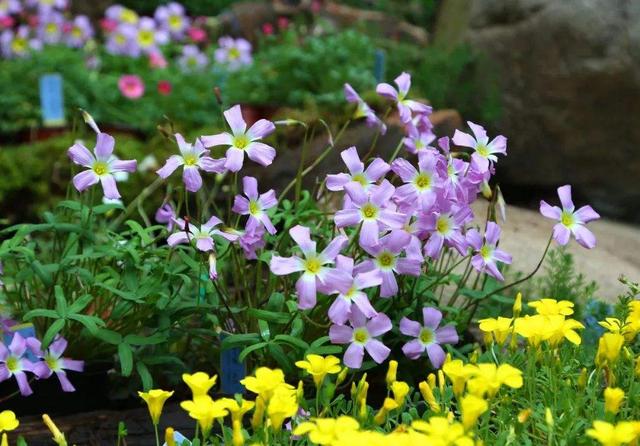 11月，6种花迎来“花期”，现在入手刚刚好