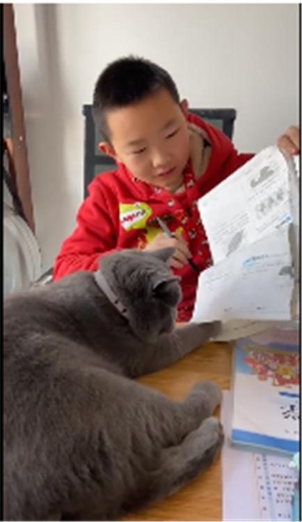你的育儿经：“老师，我说的都是真的！”孩子作业被猫撕坏没法交，老师却不信