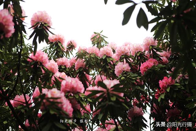 [旅行百事通]中国最大最美的高山杜鹃，没有之一（原创）@头条摄影