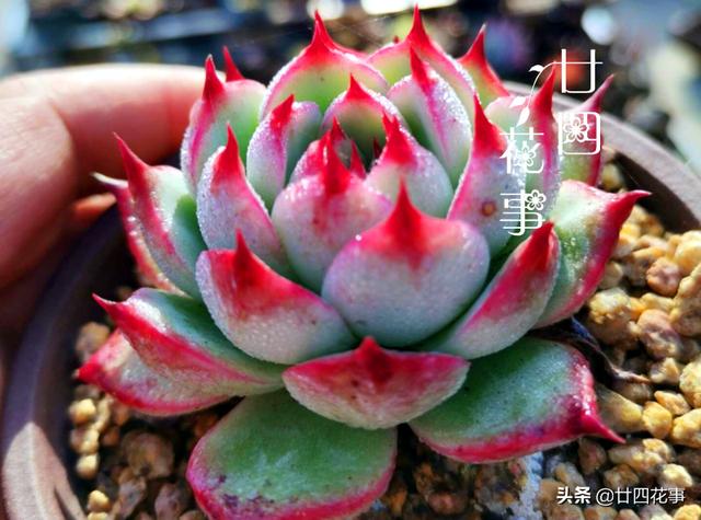 入冬养多肉，切记“1看、1多、1少”，美艳多汁，胖成肉球