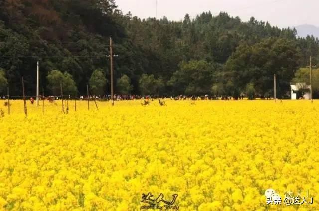 [世界那么大]#唤醒好春光#这次，我要去婺源感受不一样的油菜花世界
