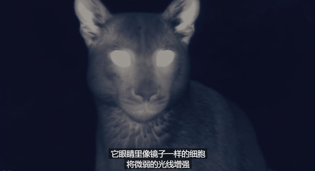 「陌颜幽梦」推荐给孩子这部9.4分的纪录片：曝光前所未有的地球夜景