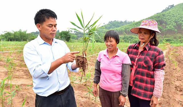 广西上思:年产值达546万元 肉姜种植托起村民致富梦