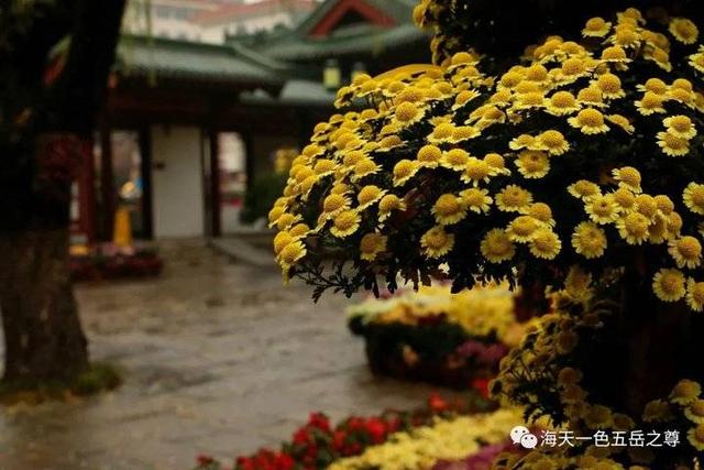 寒花已开尽～菊蕊独盈枝：趵突泉的菊花，冬雨中不畏严寒傲视寒霜