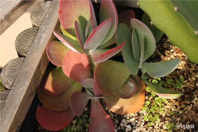 唐印，从绿得像菜，到红得真萌