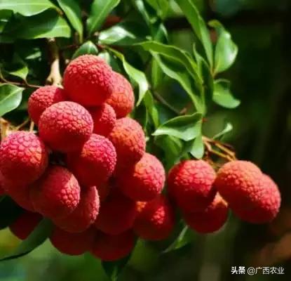 #旅行柚子君#灵山荔枝文化旅游节将于6月举办