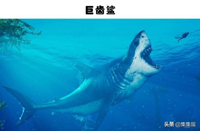 3,巨齿鲨