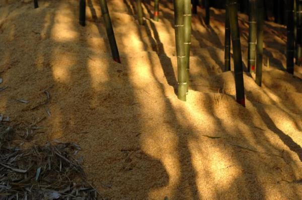 宁波|这口宁波人喜欢的鲜，最佳品尝季到了